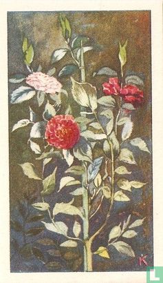 Gevuldbloemige Camellia - Image 1