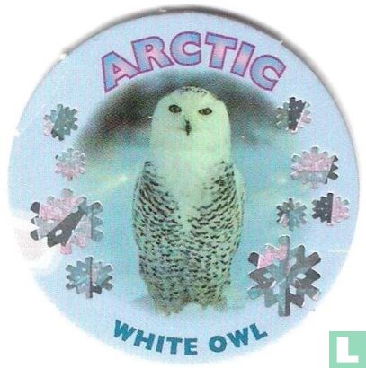 Artic - White Owl - Afbeelding 1