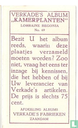 Lorraine Begonia - Image 2