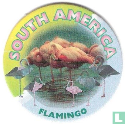 Südamerika-Flamingo - Bild 1