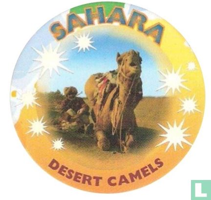 Sahara - Desert camels - Afbeelding 1