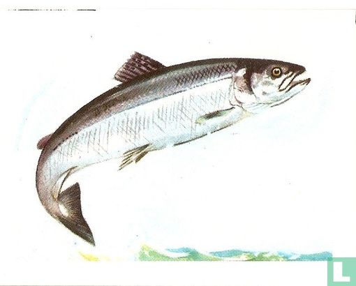 Zalm. - Afbeelding 1