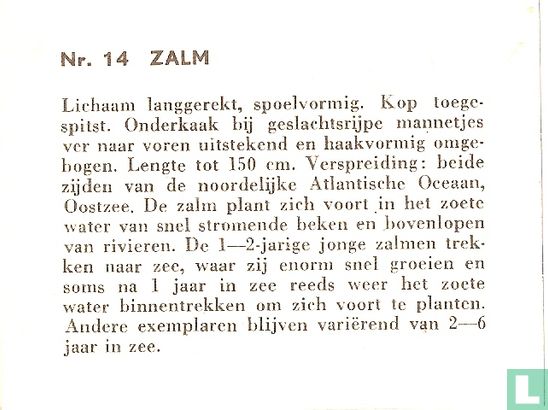 Zalm. - Afbeelding 2
