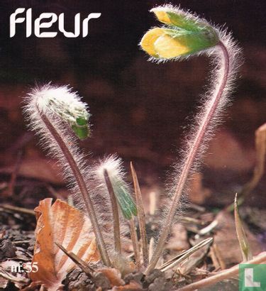 Fleur 55 - Bild 1
