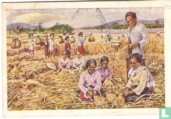Rijstoogst - West Java - Image 1