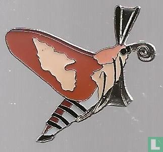 Macroglossum stellatarum - Kolibrievlinder