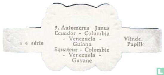 [Automerus Janus - Ecuador - Colombia - Venezuela - Guyana] - Image 2