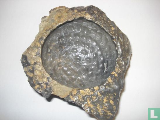 Termieten fossiel - Afbeelding 1