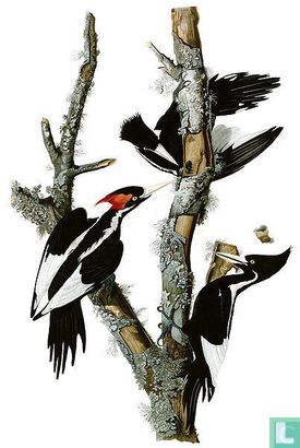The Birds of America - Image 2