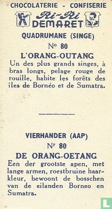 De Oerang-Oetang - Bild 2