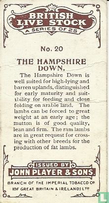 The Hampshire Down - Image 2