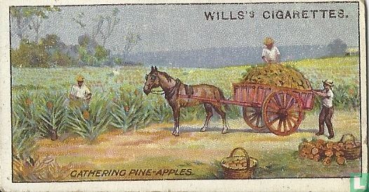Gathering Pine-apples, Queensland. - Afbeelding 1