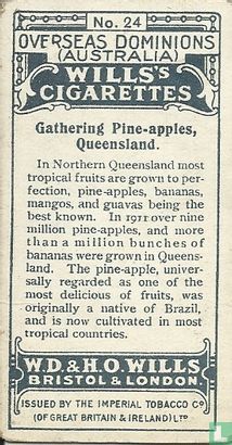 Gathering Pine-apples, Queensland. - Afbeelding 2