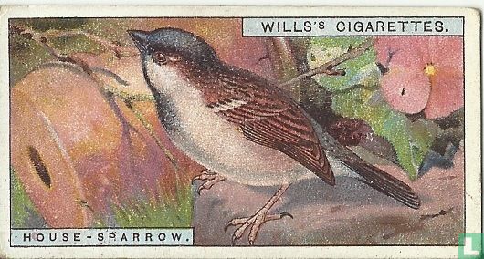 House-sparrow - Image 1