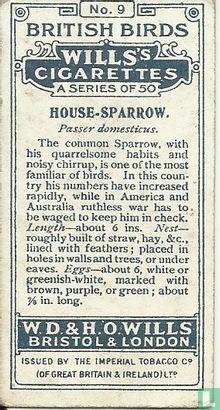 House-sparrow - Image 2