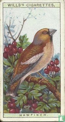 Hawfinch - Image 1