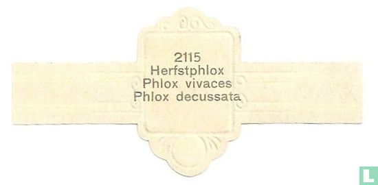 Herfstphlox - Phlox vivaces - Phlox decussata  - Afbeelding 2