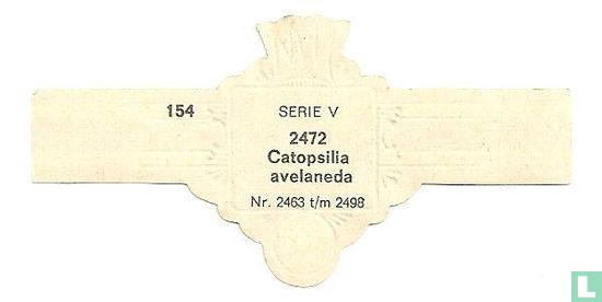 Catopsilia avelaneda - Afbeelding 2