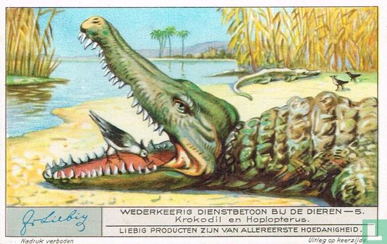 Krokodil en Hoplopterus