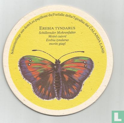 Vlinder: Erebia Tyndarus / Weizenbräu - Image 1