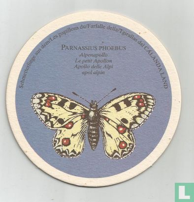 Vlinders: Parnassius Phoebus / Edelbräu - Image 1