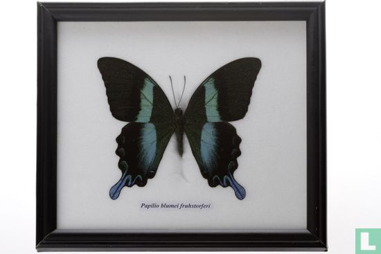 Vlinder - Papilio blumei fruhstorferi