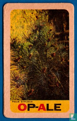 Op-Ale Pinus strobus