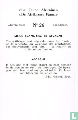 Ascagne - Afbeelding 2