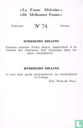 Hydrocion goliath - Image 2