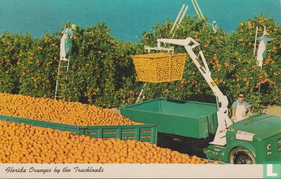 F.K.92 - Florida Oranges by the Truckload Sinasappels - Afbeelding 1