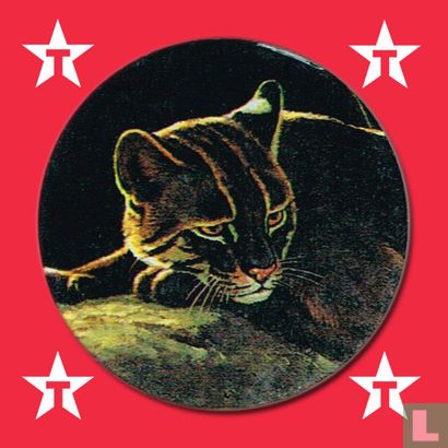 Cougar - Image 1