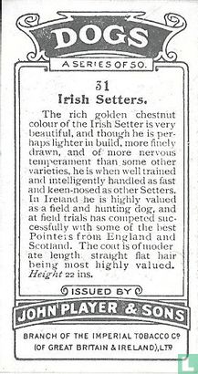 Irish Setters - Image 2