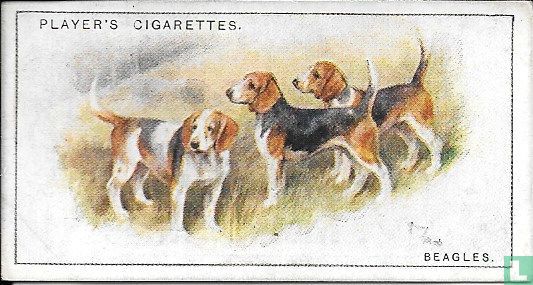 Beagles - Afbeelding 1