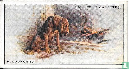Bloodhound - Bild 1