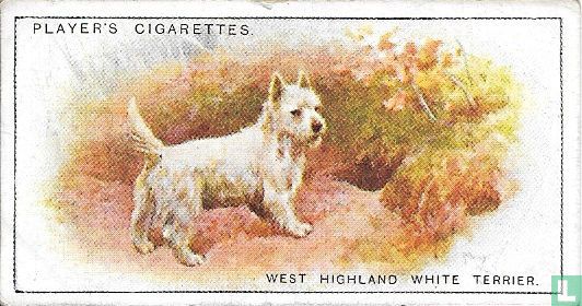 West Highland White Terrier - Afbeelding 1