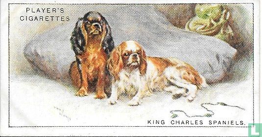 King Charles Spaniels - Afbeelding 1