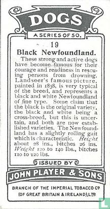 Black Newfoundland - Afbeelding 2
