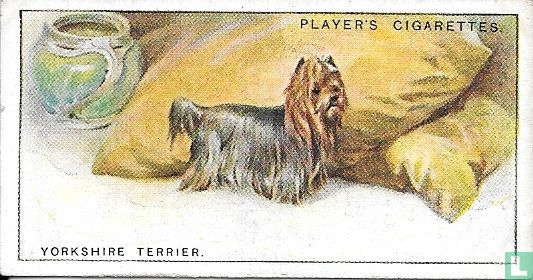 Yorkshire Terrier - Afbeelding 1