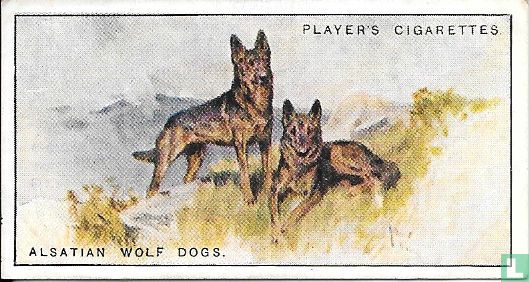 Alsatian Wolf Dogs - Image 1