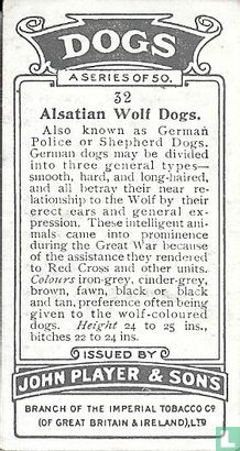 Alsatian Wolf Dogs - Image 2