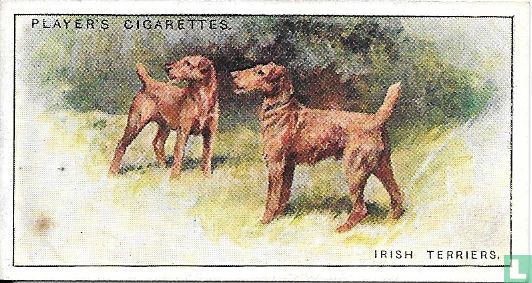 Irish Terriers - Image 1