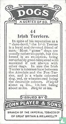 Irish Terriers - Image 2