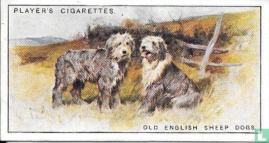 Old English Sheepdogs - Afbeelding 1