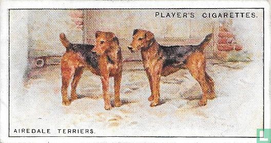 Airedale Terriers - Afbeelding 1