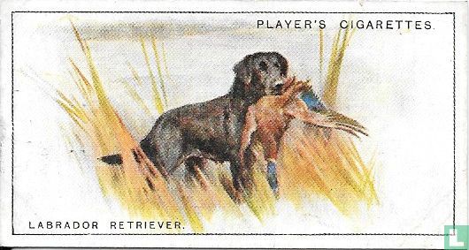 Labrador Retriever - Afbeelding 1