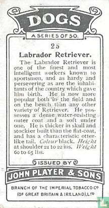 Labrador Retriever - Afbeelding 2
