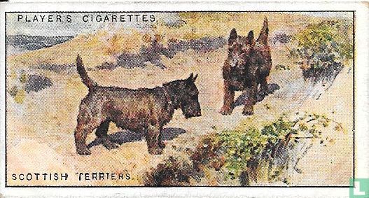 Scottish Terriers - Afbeelding 1