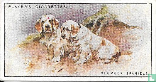 Clumber Spaniels - Afbeelding 1