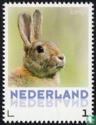 Lapin