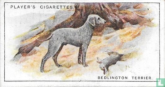 Bedlington Terrier - Afbeelding 1